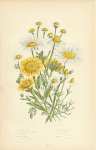 Great White Ox-eye, Corn Marigold, Common Feverfew, Scentless Mayweed, Wild Camomile, Common c.