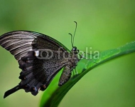 Бабочка Emerald Swallowtail (Papilio palinurus)