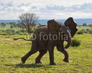 Слонёнок с развевающимися ушами