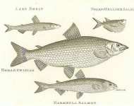 Lake Smelt, Sharp-Bellited Salmon, Broad Gwiniad, Maraenula Salmon