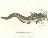 Eel-Shaped Platystacus