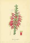 Epacris Grandiflora