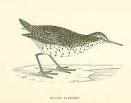 Spotted Sandpiper