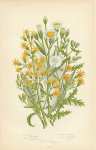 Sea Starwort, Common Golden Rod, Common Groundsel, Stinking Groundsel