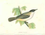 Orphean Warbler