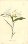 Epidendrum Umbellatum