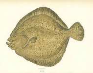 Turbot