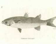 Common Mullet