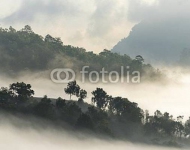 Лес на высоком холме в тумане