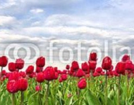 Поле тюльпанов. Большая панорама