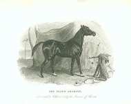 The Black Arabian