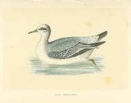 Grey Phalarope