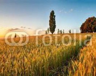 Летняя панорама с пшеничным полем