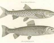 Salvelin Trout, Alpine Trout