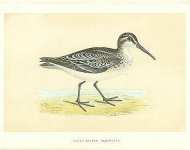 Broad-billed Sandpiper