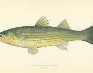 Long-finned Grey Mullet