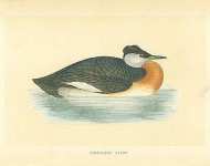 Red-Necked Grebe