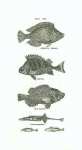 Gibbous Wrass, Perch, Sea Perch, Sticklebacks