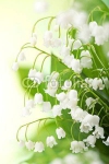 Ландыши 27