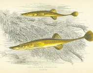 Fifteen-spined Stickleback