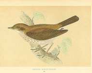 Thrush Nightingale