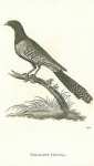 Pheasant Coucal