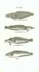 Trifurcated Hake, Three Bearded Cod, Five Bearded Cod, Torsk