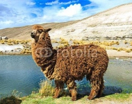 Мохнатая лама у озера