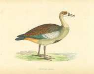 Egyptian Goose