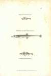 Smaller Stickleback, Fifteen-spined Stickleback, Common Stickleback