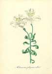 Alstroemeria Pelegrina Alba