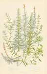 Mares Tail, Whorled Water-milfoll, Spiked w.m., Alternate Flowered w.m., Water Star-wort, Pedunculat