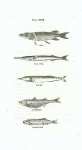 Pike, Sea Pike, Saury, Atherine, Argentine