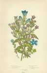 Marsh Gentian, Spring Gentian, Small Alpine Gentian, Small Flowered Gentian