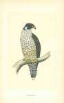 Peregrine