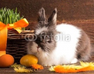 Кролик и оранжевые яйца