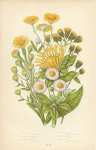 Elecampane, Ploughmans Spikemards, Golden Samphire, Common Flea Bane, Smallflea Bane, Common Daisy