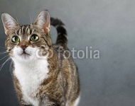 Кот 9