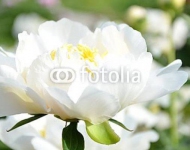 Цветущий белый пион в саду №3