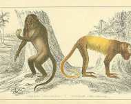 Royal Howler, Golden-tailed Howler