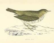 Meadow Pipit