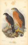 Astur Toussenelii, Accipiter Hartlaubi