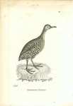 Variegated Tinamou