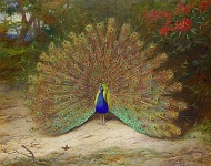 Торбурн Арчибалд - Peacock and Peacock Butterfly