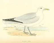 Herring Gull