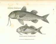 Striped Surmullet, Oriflamme Surmullet