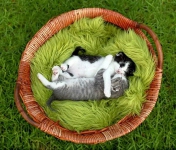 Котята
