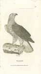 Goshawk