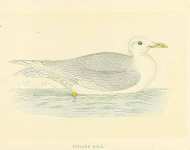 Iceland Gull