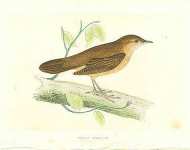 Savis Warbler